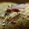 Dengue